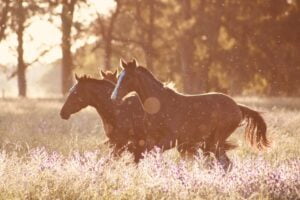 Two horses in a field