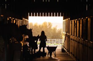 Prepping the horses for horseback riding